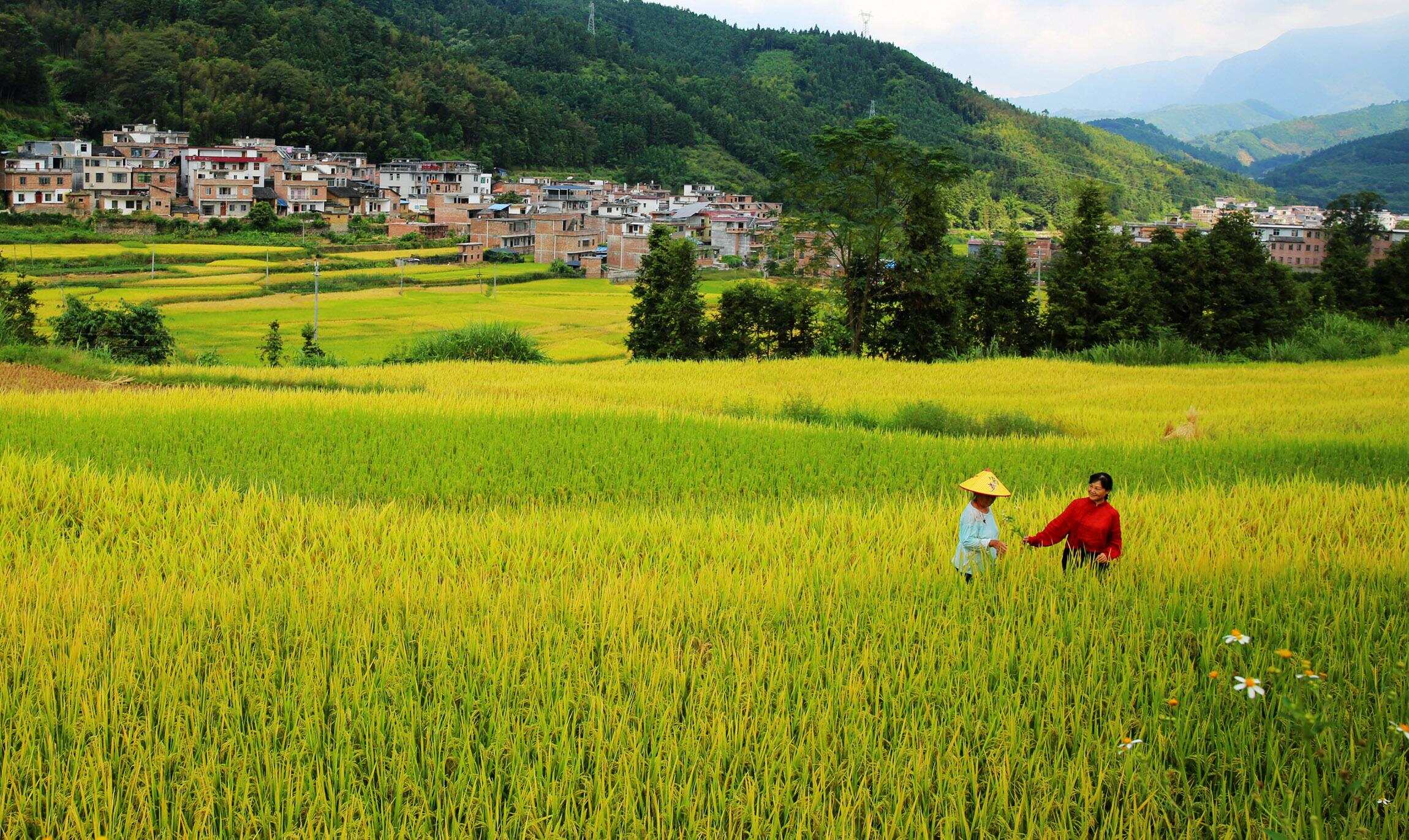 清远连南:稻谷迎丰收,农民笑开颜