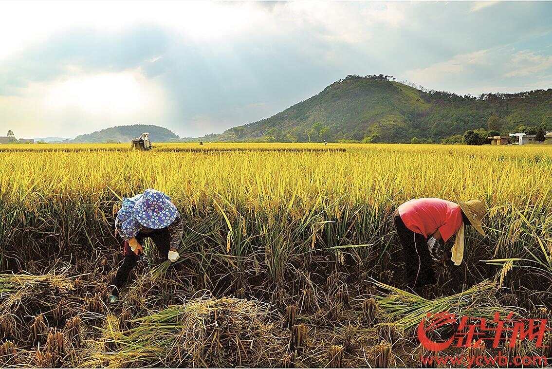 做肥皂做冰淇淋广东名米花式变身农民再增收