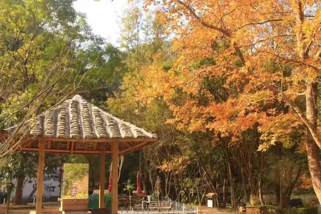 靈溪河森林公園位於韶關市仁化縣境內,是一個顏值超高的紅楓樂園,每逢