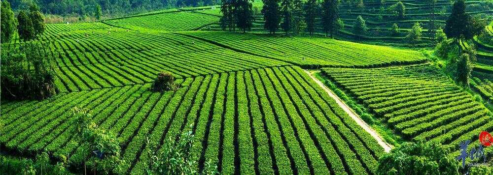 英德茶园景色.jpg 英德茶园景色.jpg