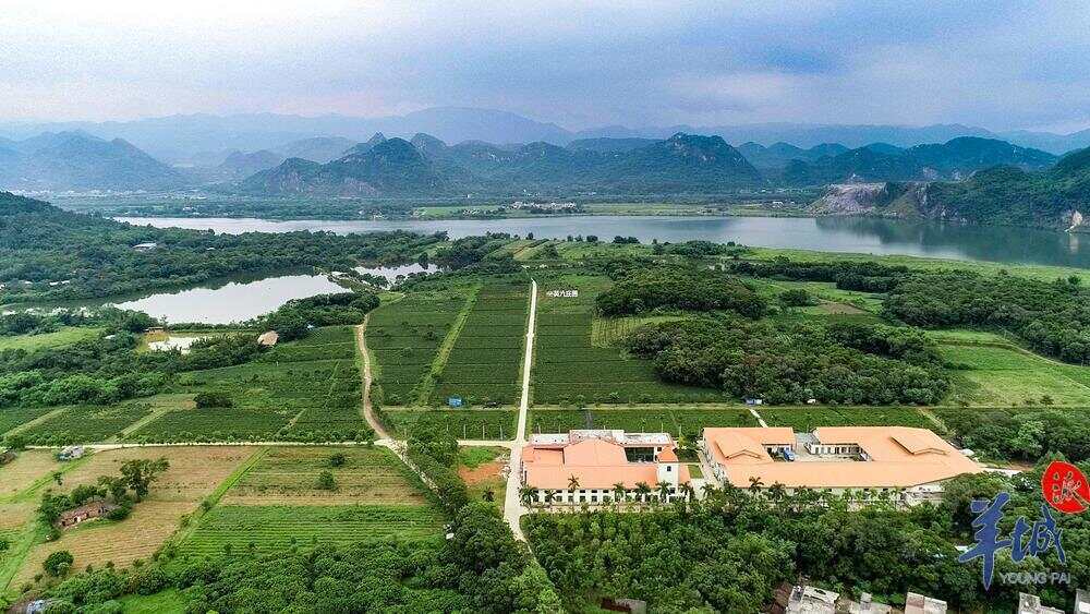 广东英九庄园绿色发展有限公司茶园景色.jpg 广东英九庄园绿色发展有限公司茶园景色.jpg
