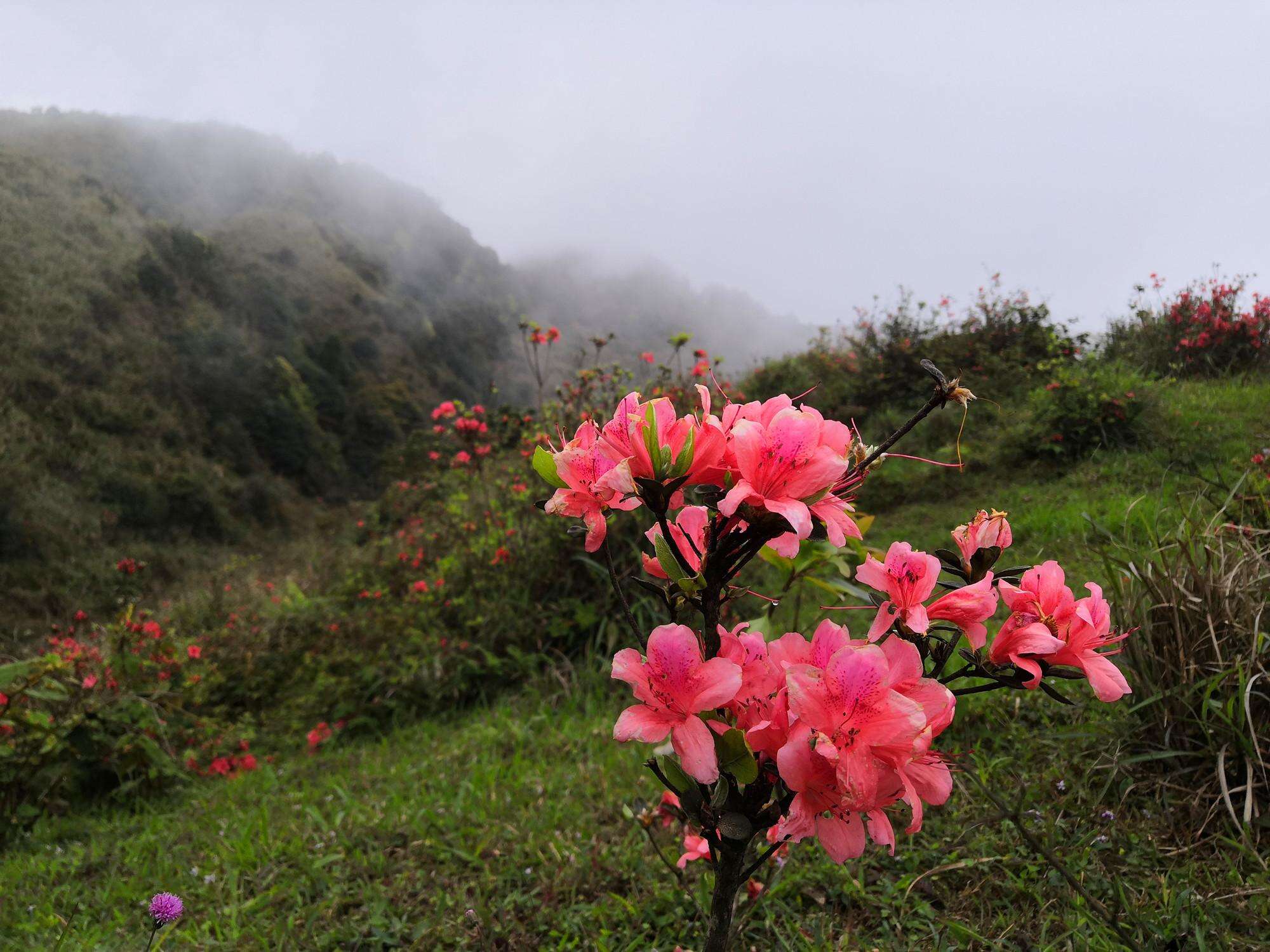 信宜八排顶杜鹃花图片