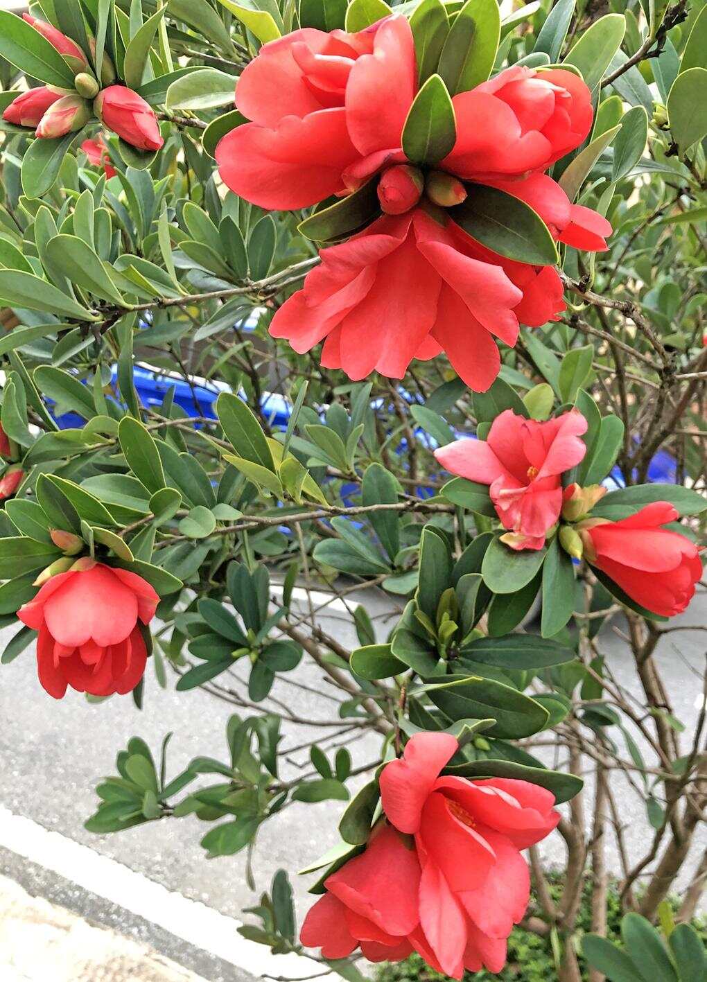 阳江阳春杜鹃红山茶花盛开