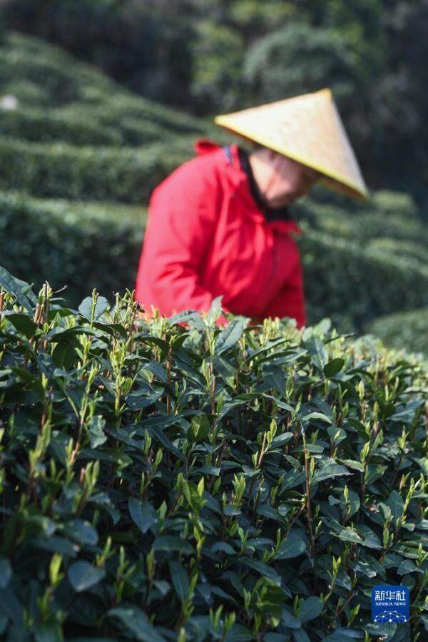 西湖龙井茶正式开采