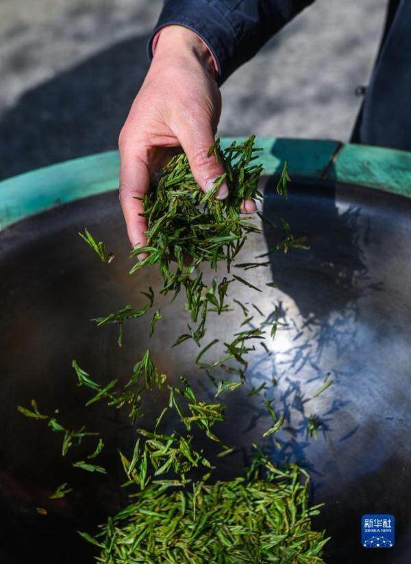西湖龙井茶正式开采