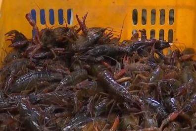 小龙虾价格暴降近50%，业内预计价格还会降