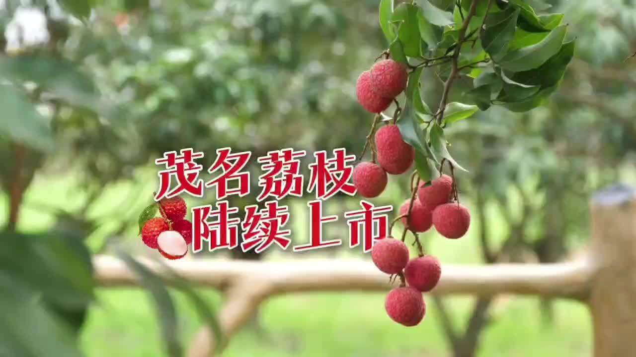 【视频】茂名早熟荔枝抢“鲜”上市