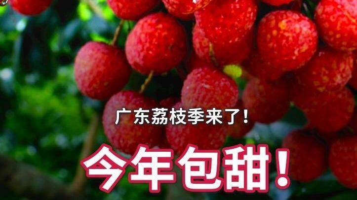 【金羊早晚报】广东荔枝季来了！今年包甜！管够！